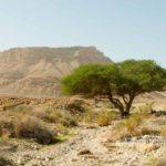 Masada: Masada and Acacia tree