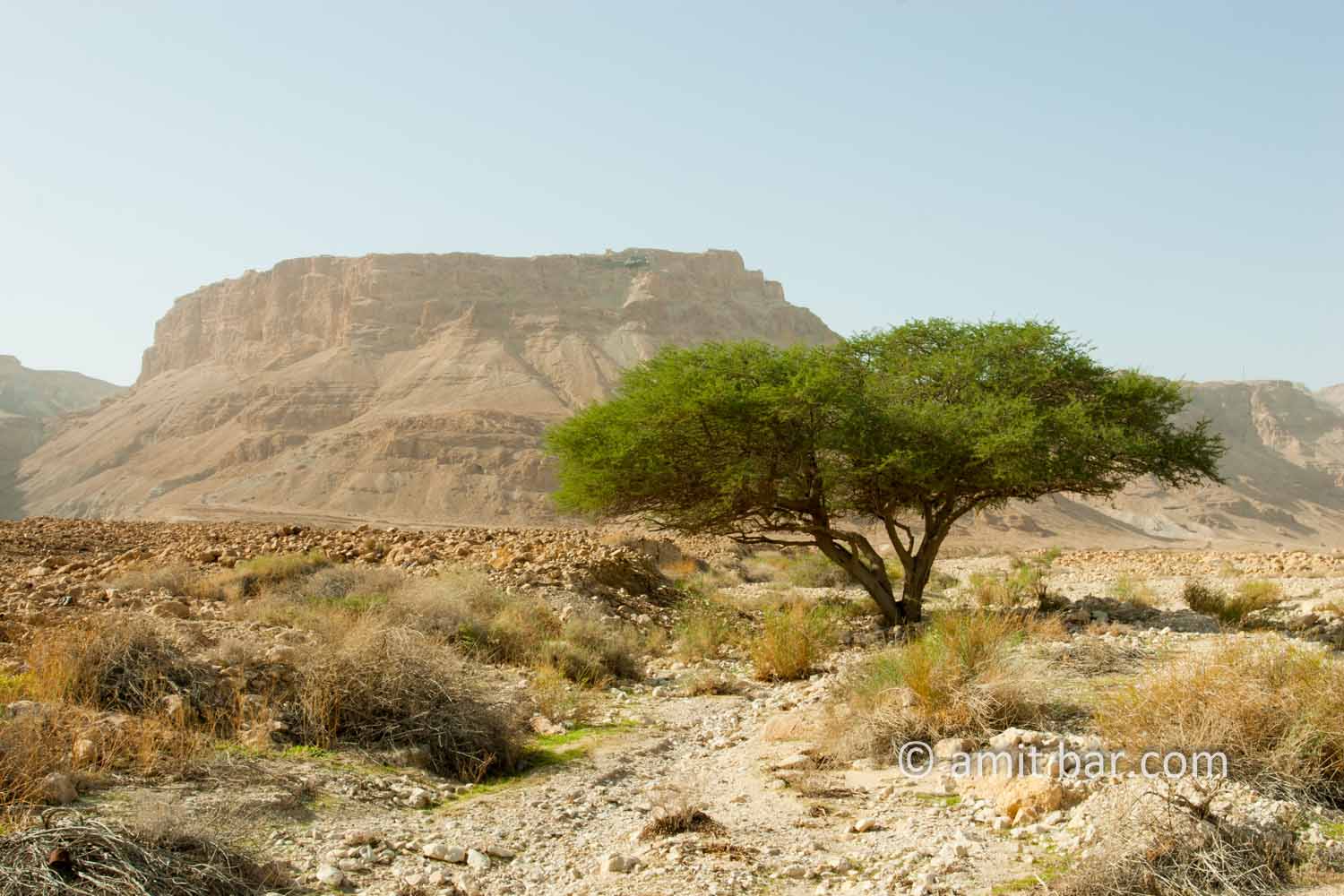 Masada: Masada and Acacia tree