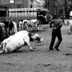 Matador: A cattle market worker is towing a cow who fell down