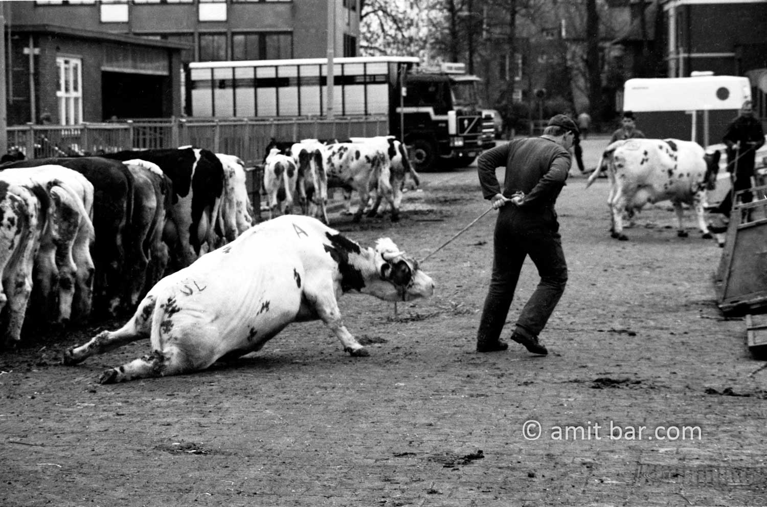Matador: A cattle market worker is towing a cow who fell down