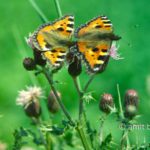 Mating butterflies: Mating Atalanta butterflies