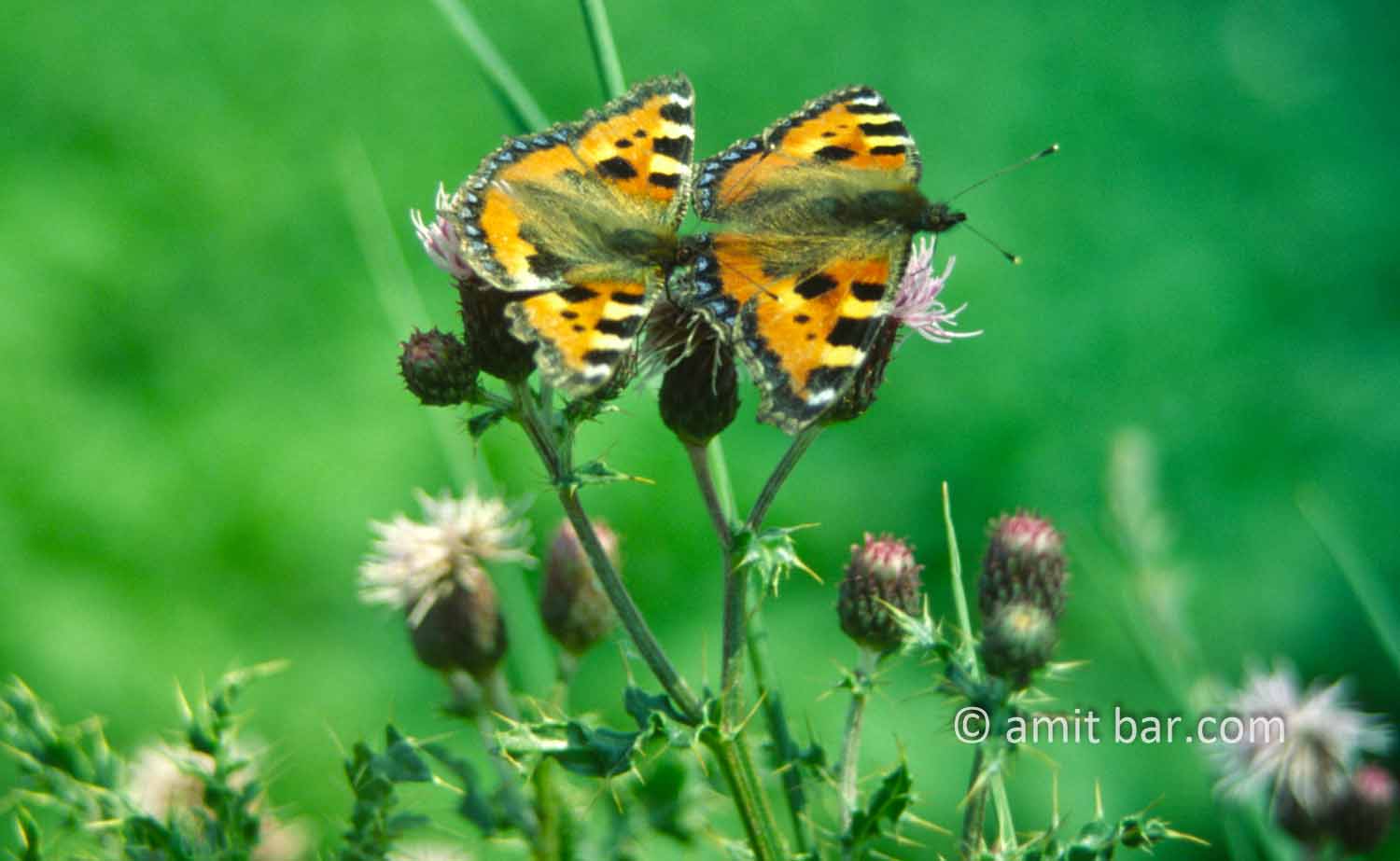 Mating butterflies: Mating Atalanta butterflies