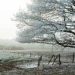 Mist and frost I: Frosty tree in misty weather