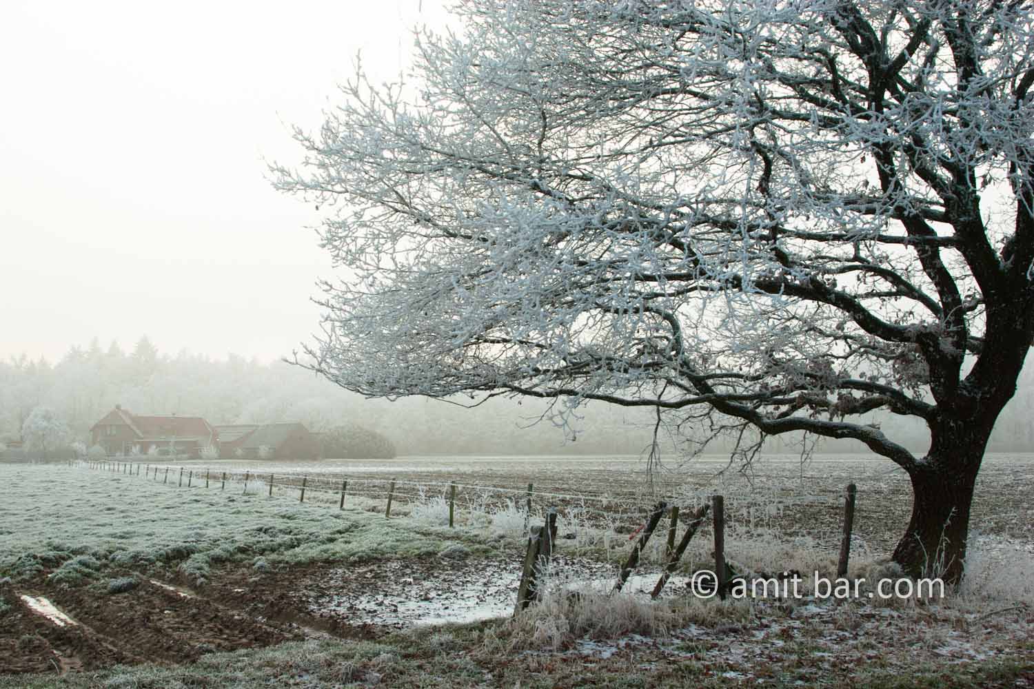 Mist and frost I: Frosty tree in misty weather