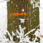 Mist and frost II: Frosty tree in misty weather