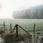 Mist and frost III: Frosted lane