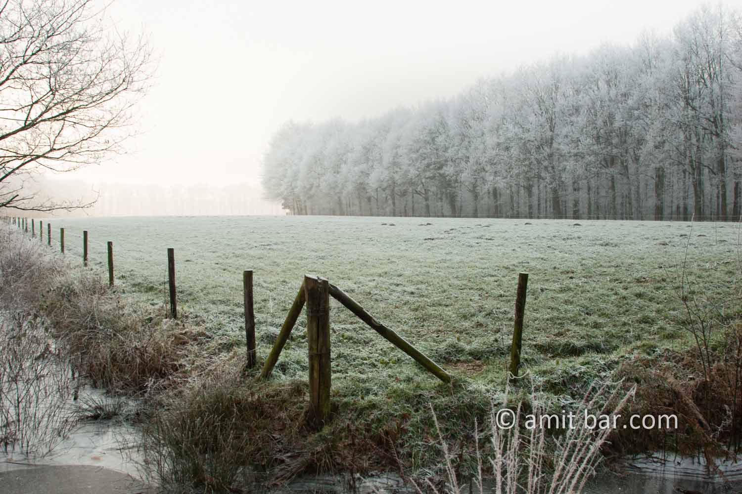 Mist and frost III: Frosted lane
