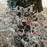 Mist and frost IV: Frosted leaves