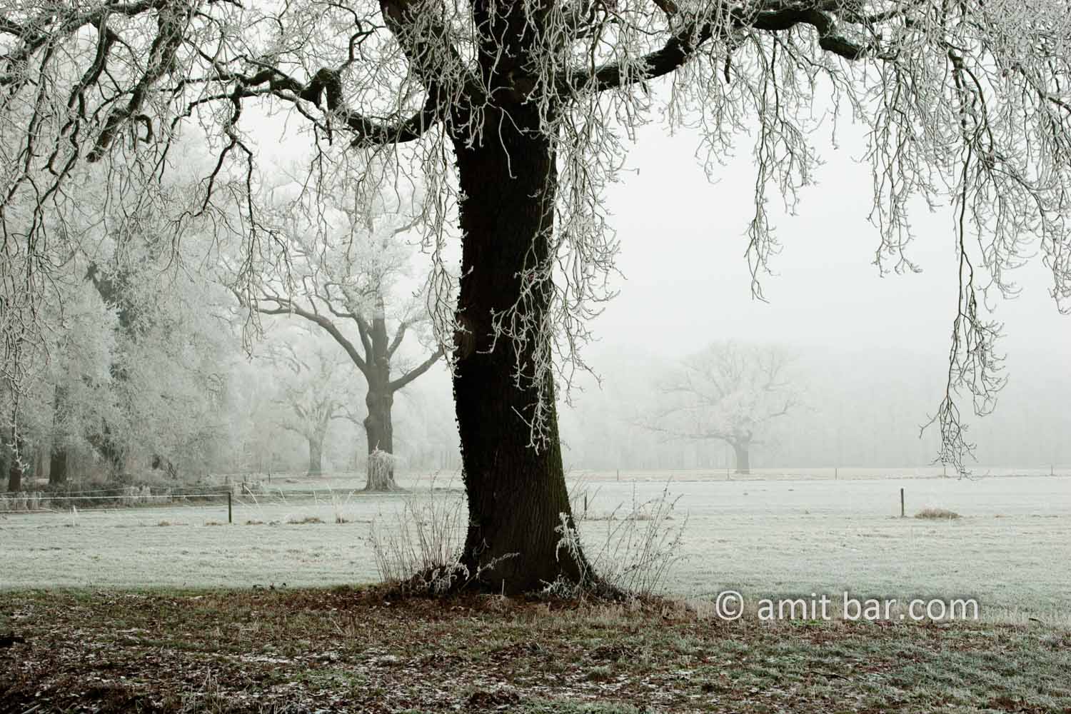 Mist and frost IX: Frosted oak tree