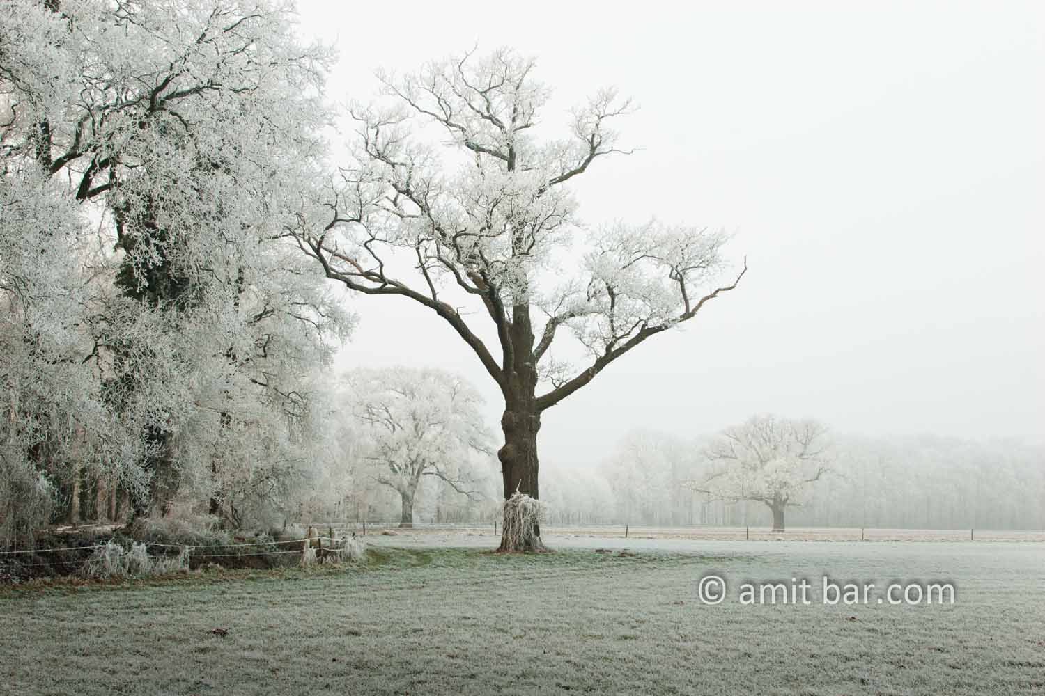 Mist and frost V: Frosted oak tree