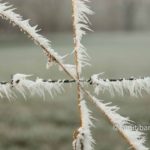Mist and frost VI: Frosted barbed wire
