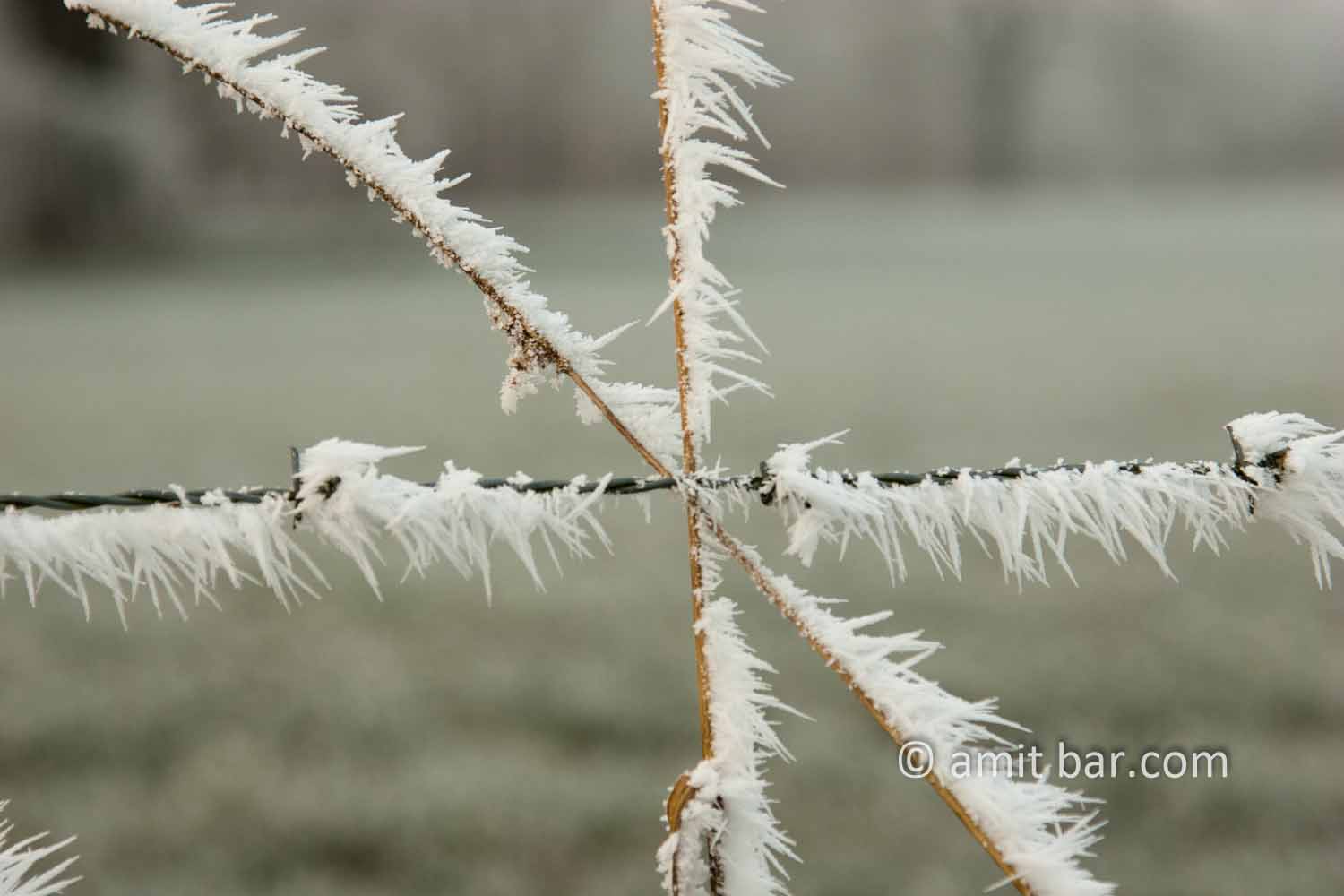 Mist and frost VI: Frosted barbed wire
