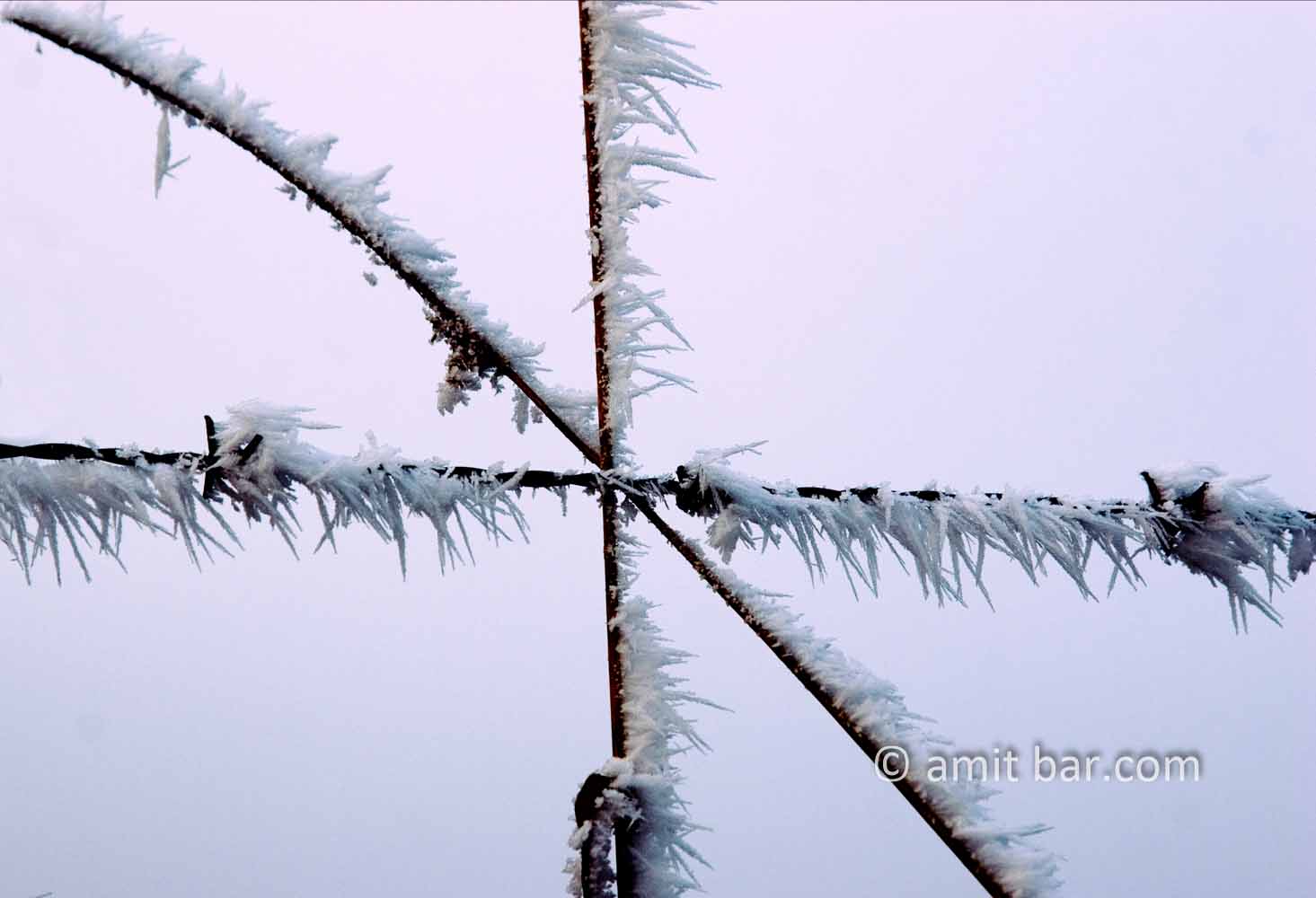 Mist and frost VII: Frosted barbed wire