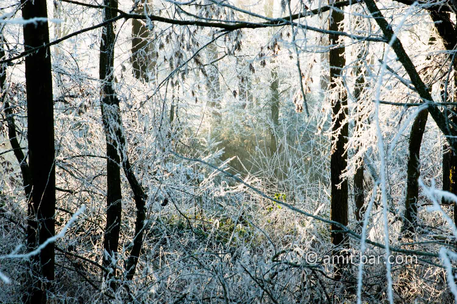 Mist and frost VIII: Frosted forest