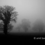 Misty field: Oak trees on a misty field at Broekstraat, Doetinchem