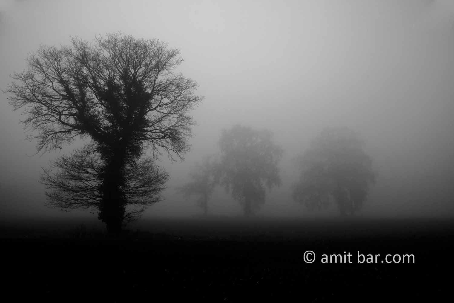Misty field: Oak trees on a misty field at Broekstraat, Doetinchem