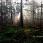 Misty forest I: Misty forest beside Laag-Soeren, The Netherlands