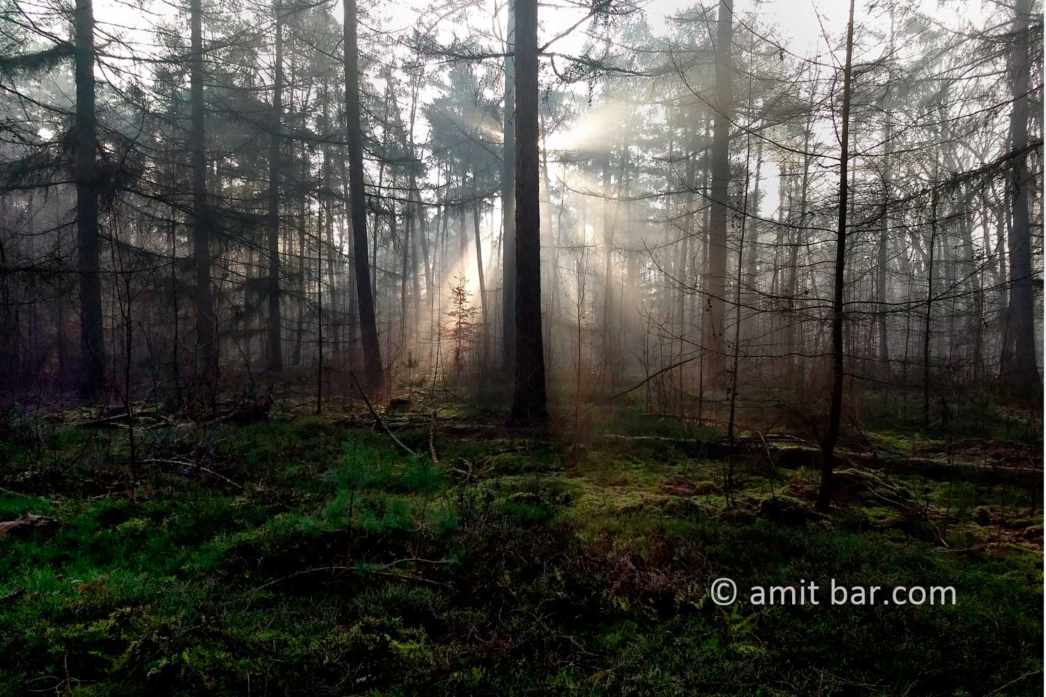 Misty forest I: Misty forest beside Laag-Soeren, The Netherlands