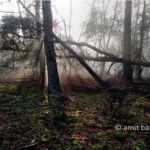 Misty forest II: Misty forest beside Laag-Soeren, The Netherlands
