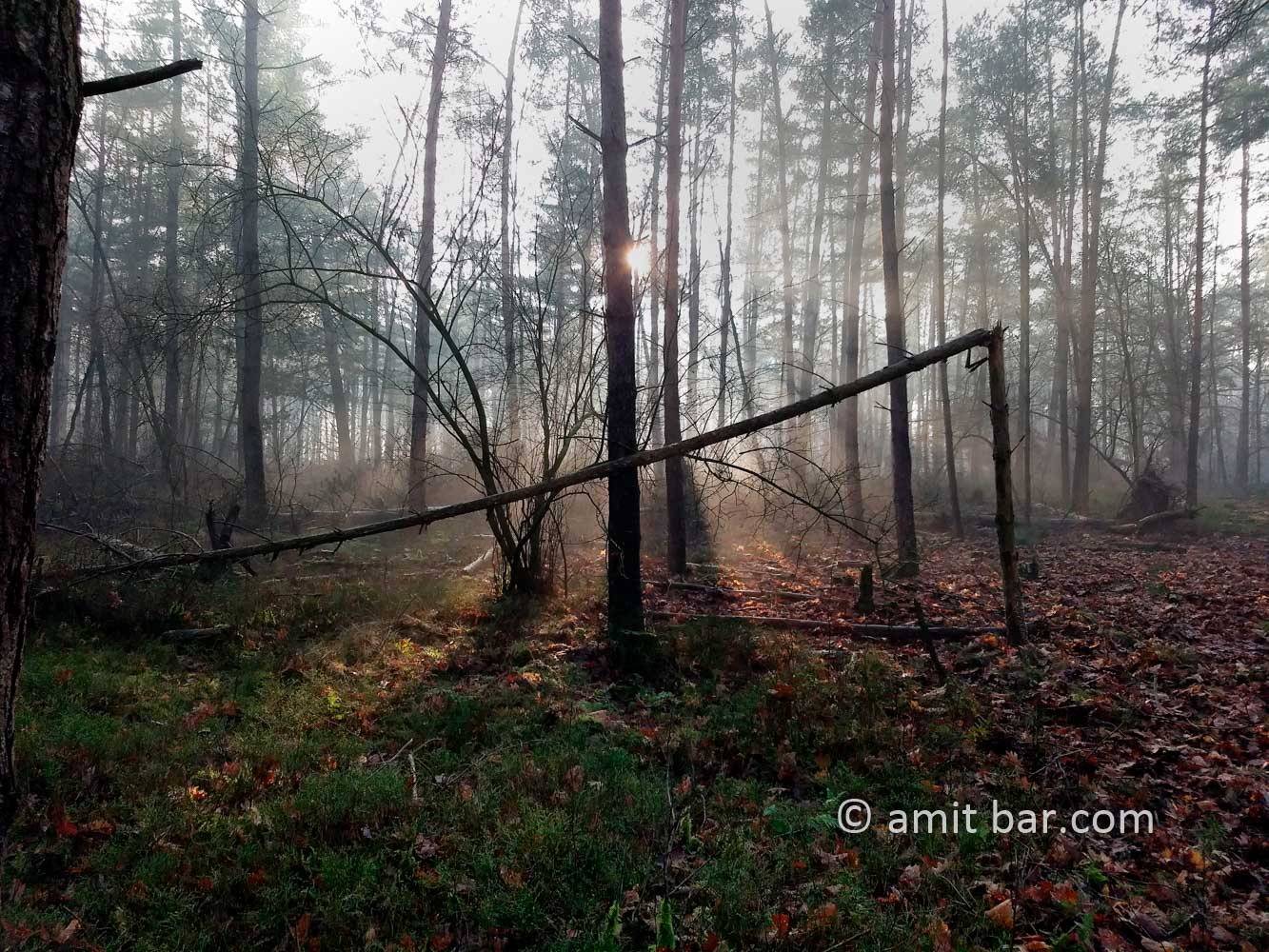 Misty forest III: Misty forest beside Laag-Soeren, The Netherlands