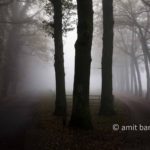 Misty roads: Misty roads with three oak trees in Doetinchem, The Netherlands