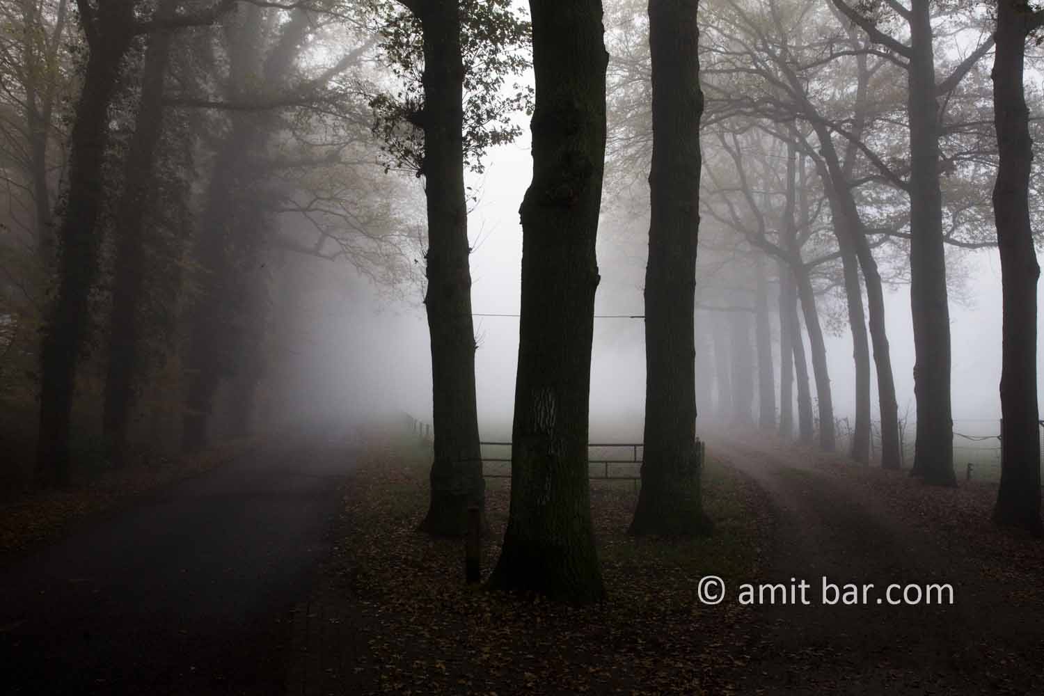 Misty roads: Misty roads with three oak trees in Doetinchem, The Netherlands