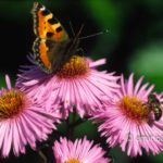 Modus vivendi: A butterfly and a bee sharing their passion for the flowers