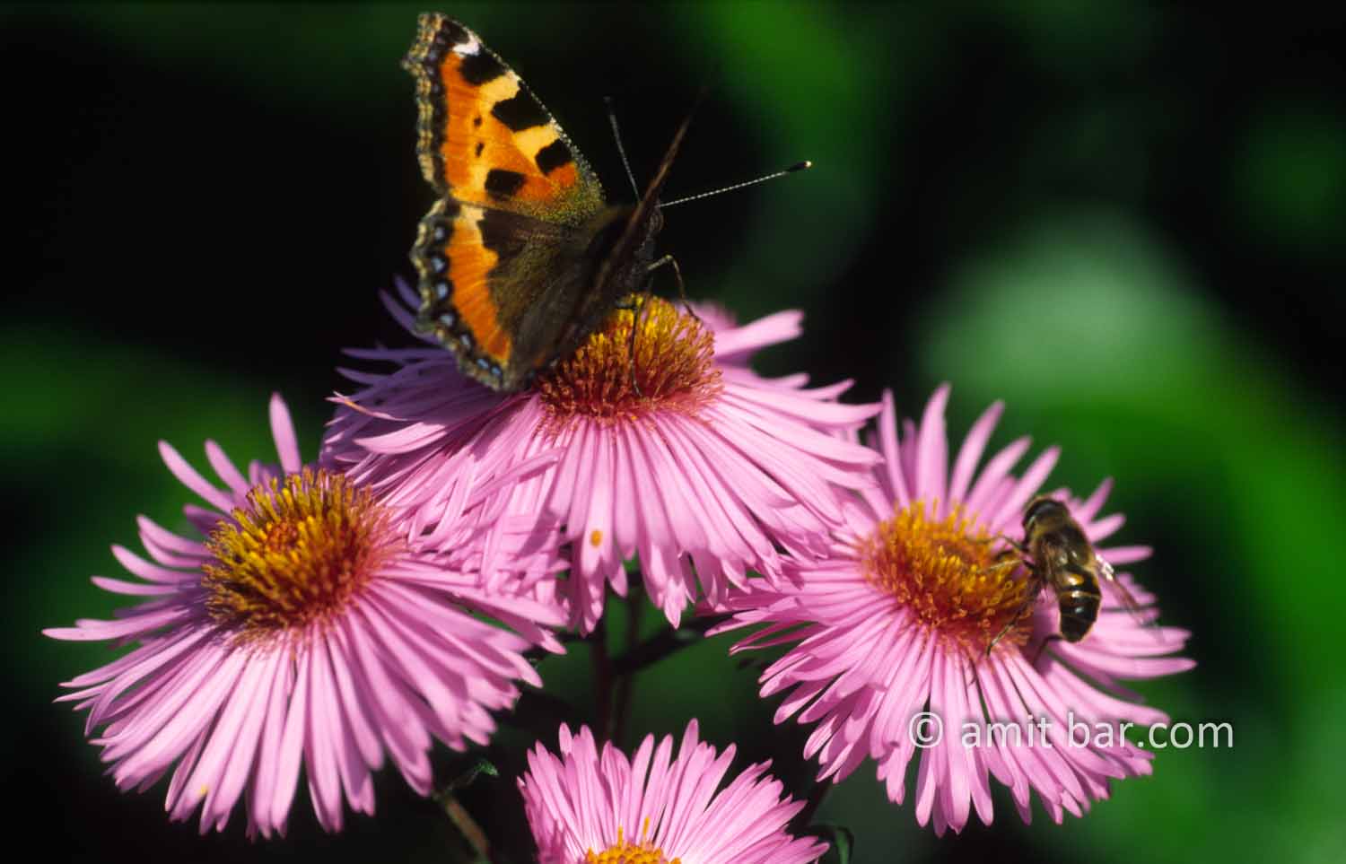 Modus vivendi: A butterfly and a bee sharing their passion for the flowers