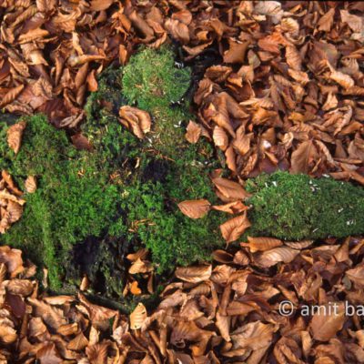 Moss and dry leaves
