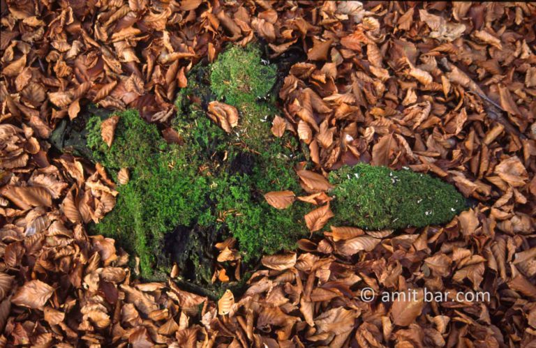 Moss and dry leaves