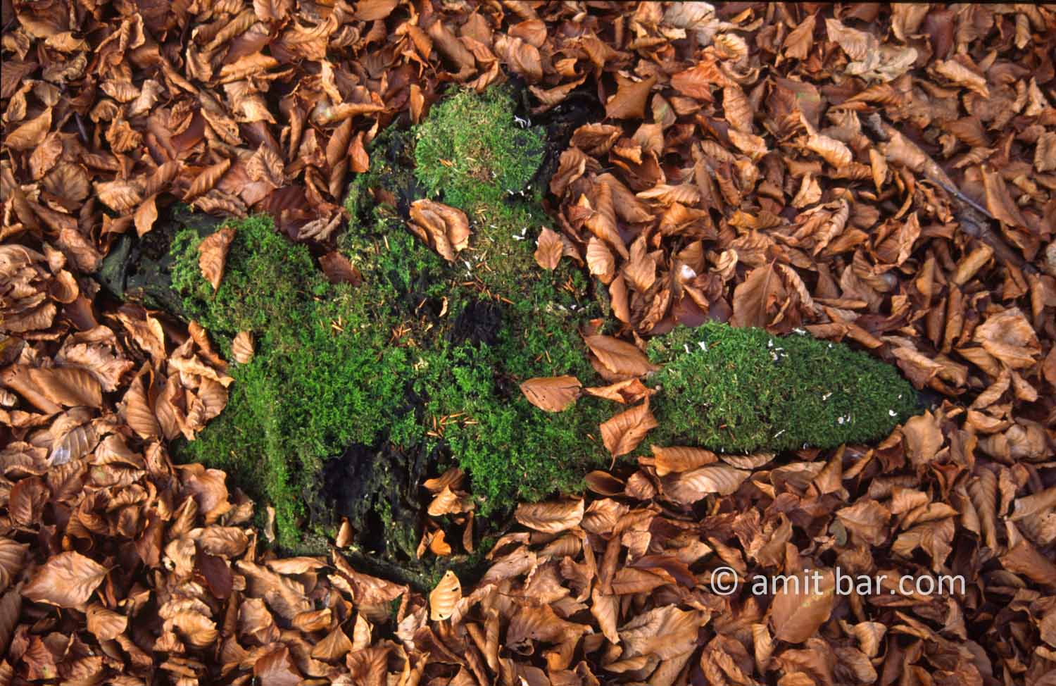 Moss and dry leaves: Moss and dry leaves in the forest