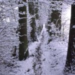 Narrow path: Narrow path between two oak-lanes