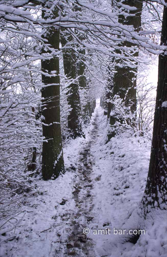Narrow path: Narrow path between two oak-lanes
