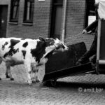 No!!!: Two young cows refuse to enter the wagon of the cattle-driver. Doetinchem, The Netherlands