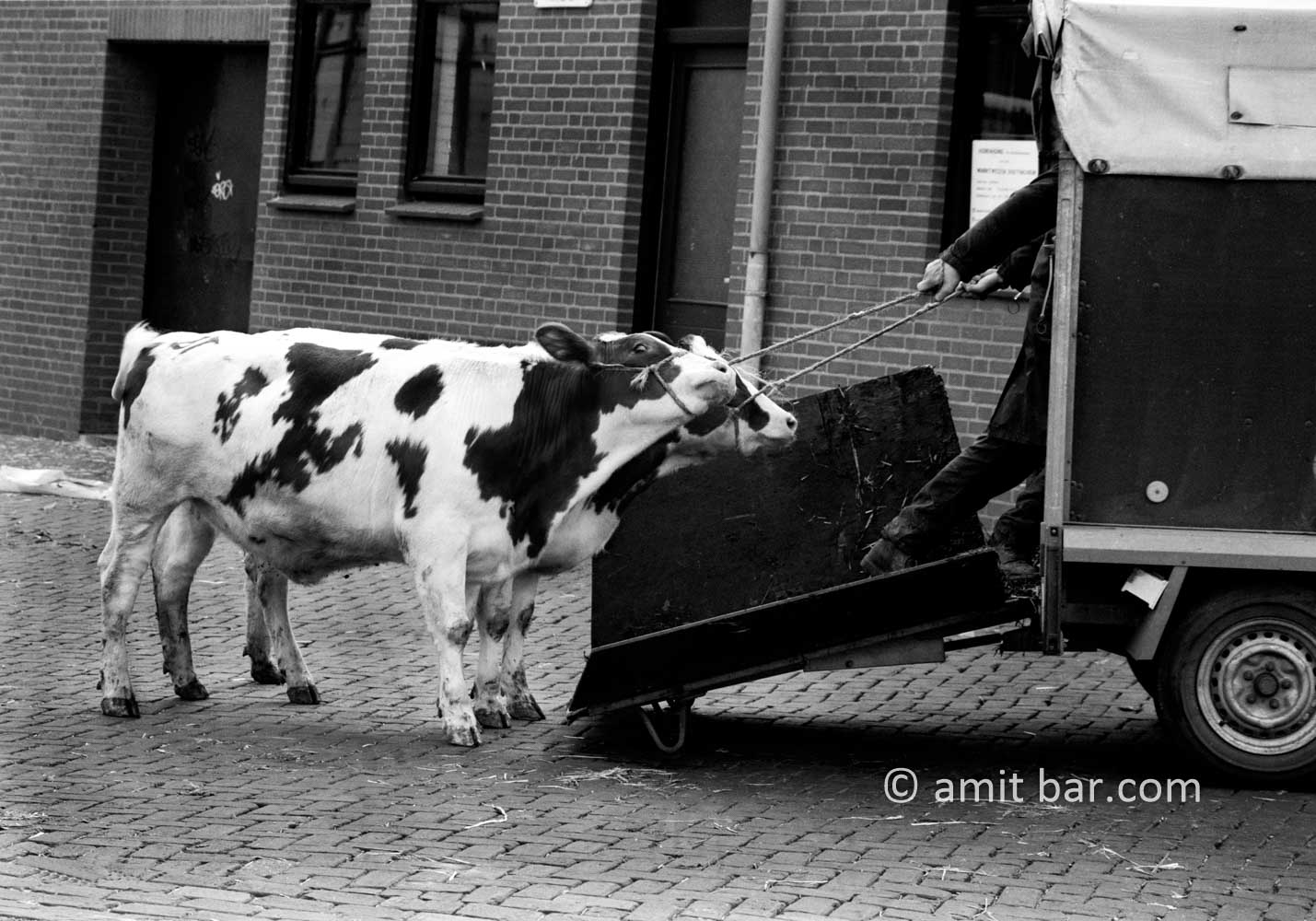 No!!!: Two young cows refuse to enter the wagon of the cattle-driver. Doetinchem, The Netherlands