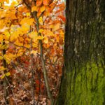 Oak and beech in the autumn