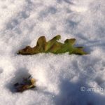Oak leaf: Oak leaf covered with fresh sno