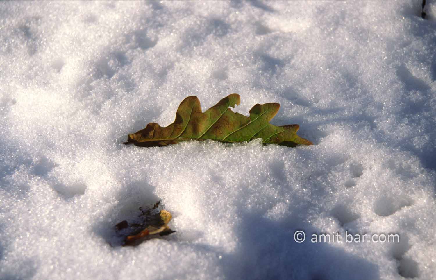 Oak leaf: Oak leaf covered with fresh snow