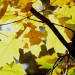 Oak leaves: Oak leaves in the autumn