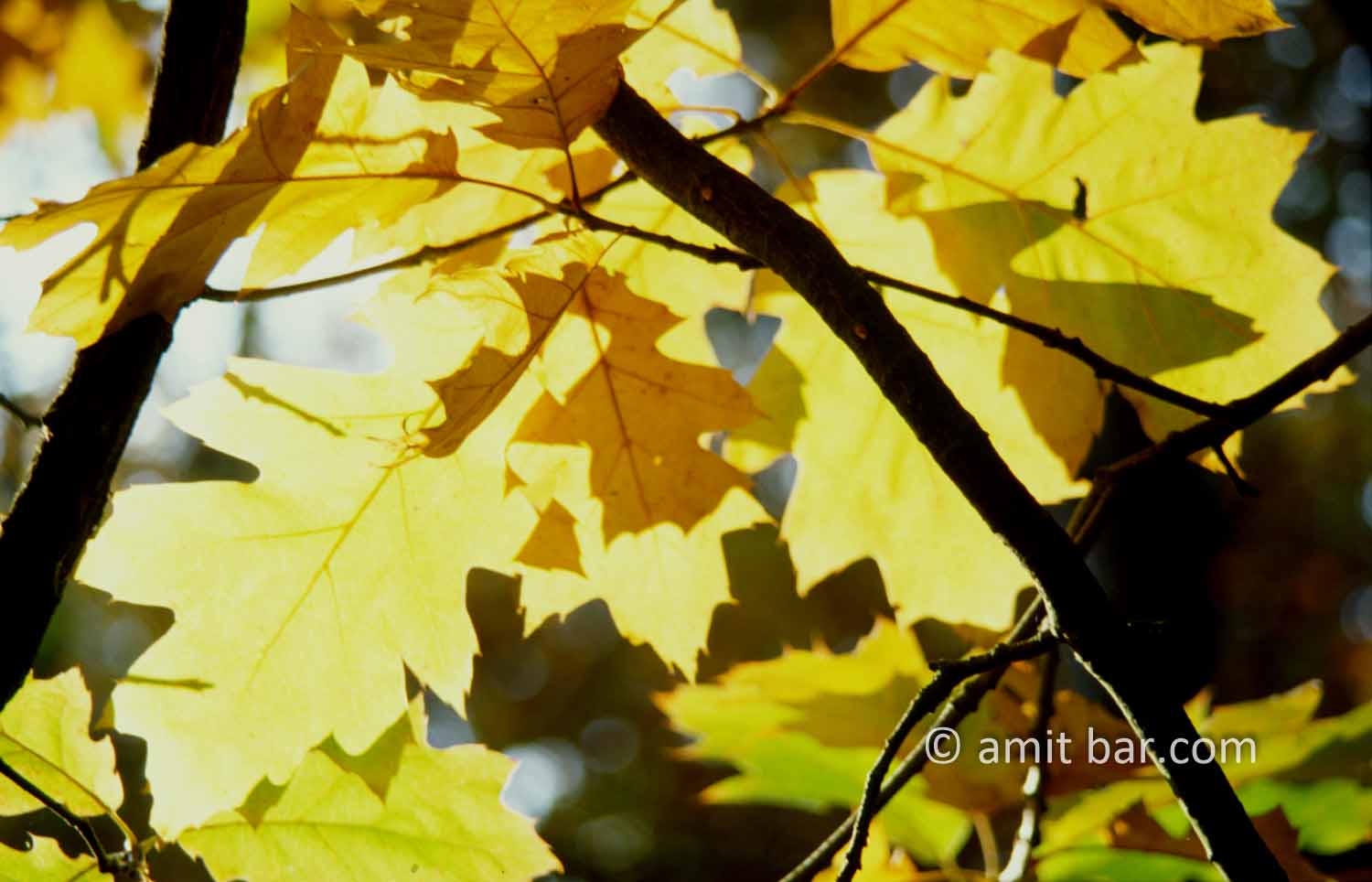Oak leaves: Oak leaves in the autumn