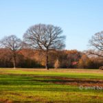 Oak trees in autumn I: Oak trees in autumn at Doetinchem, De Achterhoek