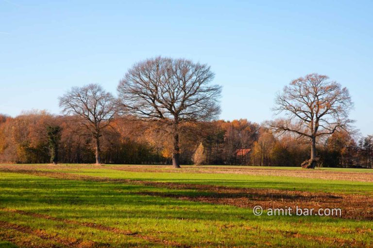 Oak trees in autumn