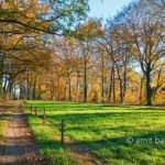 Oak trees in autumn II: Oak trees in autumn at Doetinchem, De Achterhoek