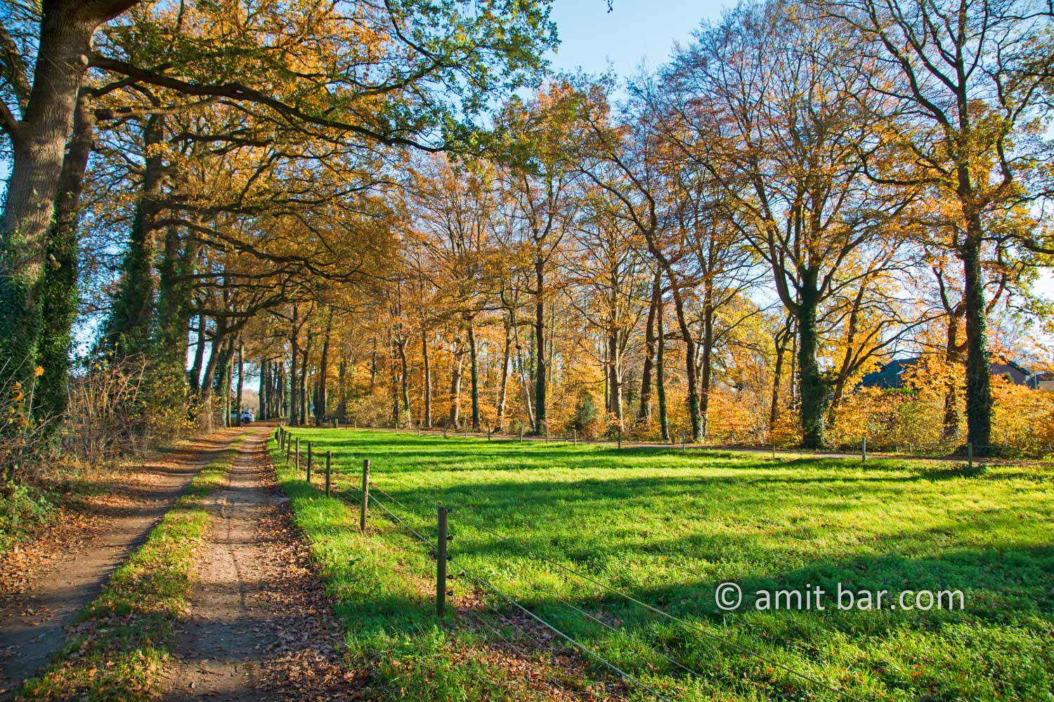 Oak trees in autumn II: Oak trees in autumn at Doetinchem, De Achterhoek