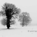 Oaks in snow I: Three oaks in the mist