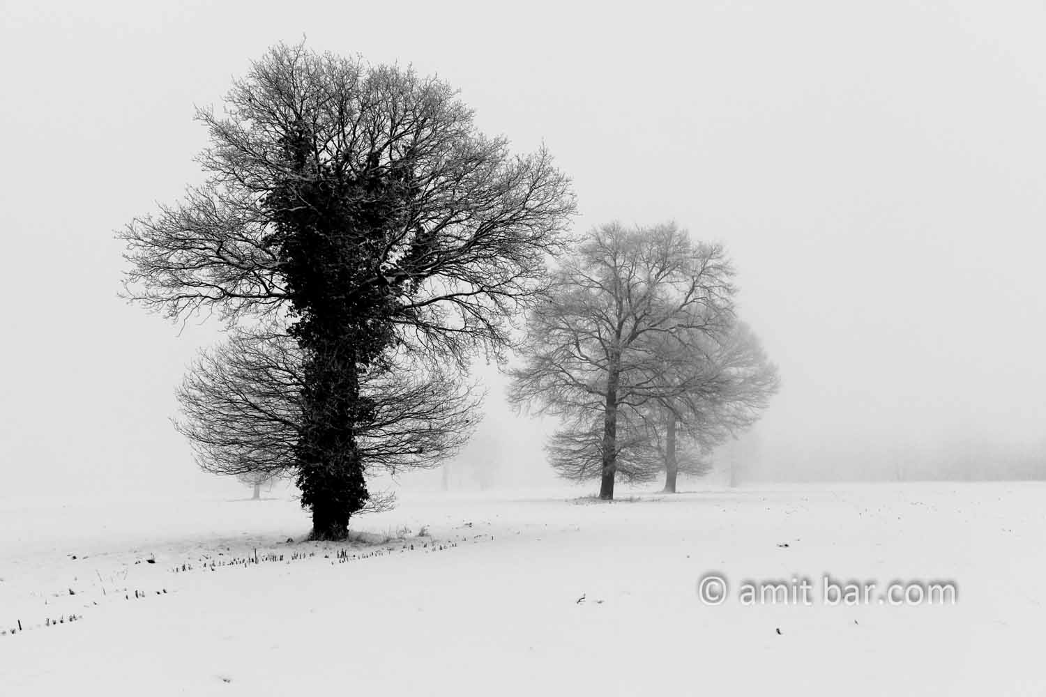 Oaks in snow I: Three oaks in the mist