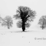 Oaks in snow II: Three oaks in the mist