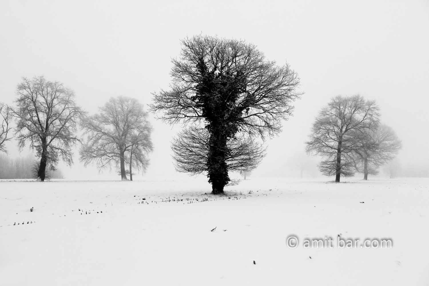 Oaks in snow II: Three oaks in the mist