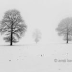 Oaks in snow III: Three oaks in the mist