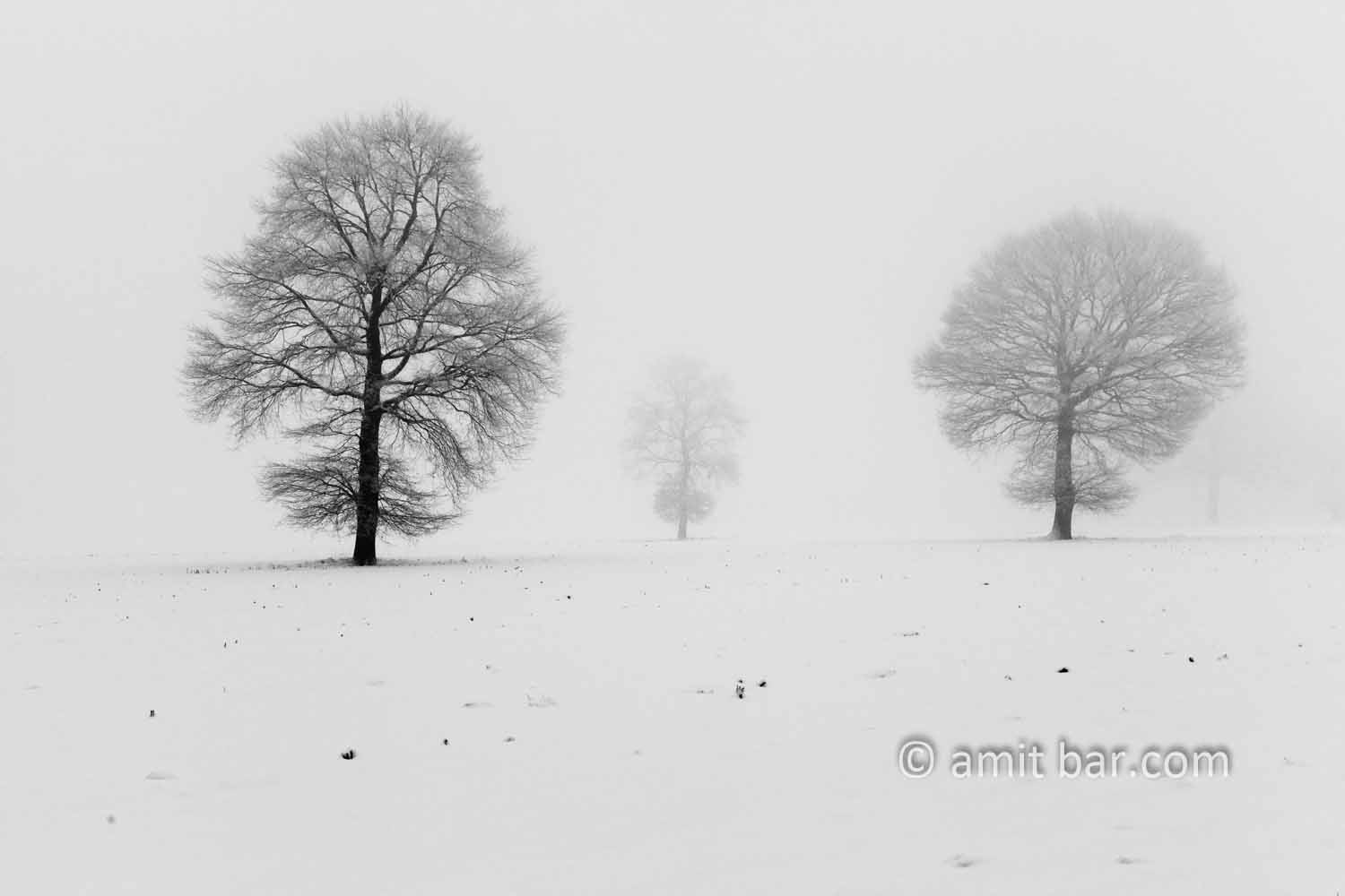 Oaks in snow III: Three oaks in the mist